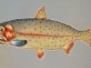 Brook Trout