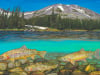 High Country Cutthroats