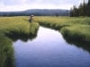 where-wild-trout-hide2
