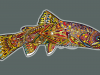 midcurrentandrealarkoapachetrout