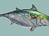 midcurrentandrealarkofalsealbacore