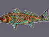midcurrentandrealarkoredfish2
