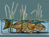 midcurrentredfishinthereedsandrealarko