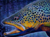 bluedottrout_web