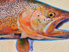 rainbowripple_web