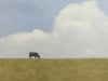 Just Grazing