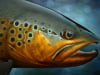 Big Hole Brown
