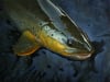 Brown trout Nocturne