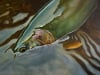 Rainbow Trout Nocturne