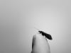 Lucas Carroll