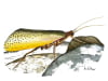 cutthroat-caddis