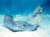 He\'s on the Ray