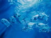 Ocean Permit