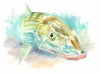 bonefish-18_x24_