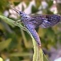 The Life Cycle of Mayflies