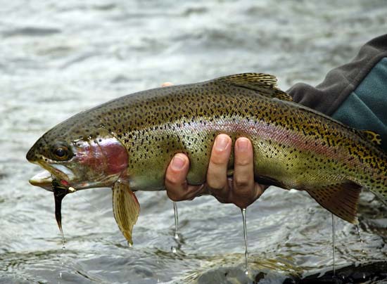 meck_rainbow Jay Nichols - Rainbow Trout