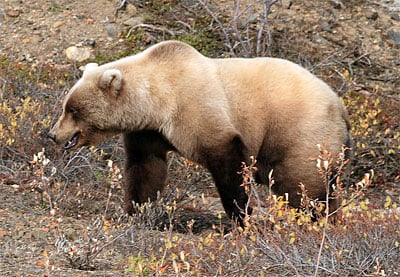 Bear Spray