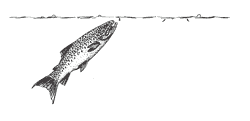 caddis_3 Caddisflies