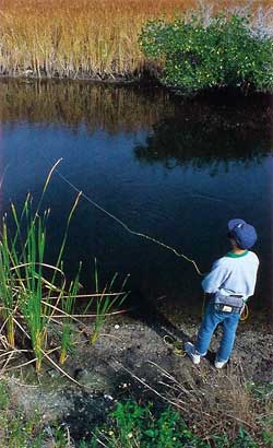 fernandez_basicblack_2_250 Black Fishing Flies
