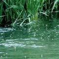 Using Indicator Flies