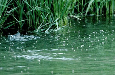 indicator_flies_butner_400 Mayfly Hatch