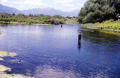 oswald_midges_3_400 Midge Fishing