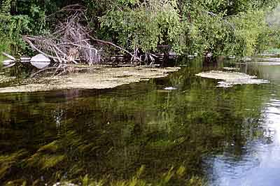 oswald_midges_4_400 Midge Fishing