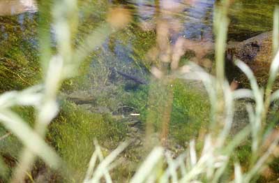 oswald_midges_8_400 Midge Fishing