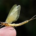 Graham Owen's Hollywood Flies