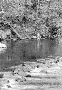 Reading Trout Water