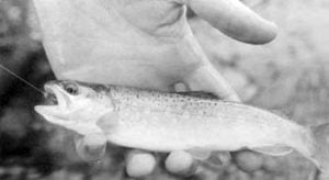 Reading Trout Streams