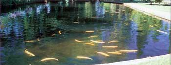 schullery_imperalist_2_350 Trout Hatchery