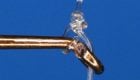 Does How You Thread a Fly Eye Matter?