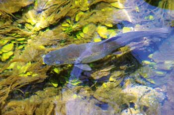 Trout