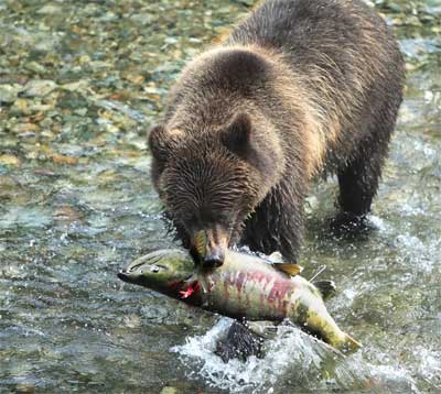 vernon_bear_400 Bears and Fishing
