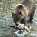 How to Recognize a Problem Bear