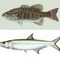 Scientists: "Tarpon Actually Smallmouth Bass" (April Fool's)