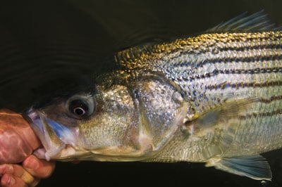 striped bass