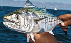 Bonito