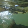 Fly Fishing Jazz: The Best “Improv” Flies