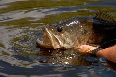 Smallmouth Bass Smallmouth Bass