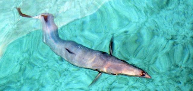 Barracuda
