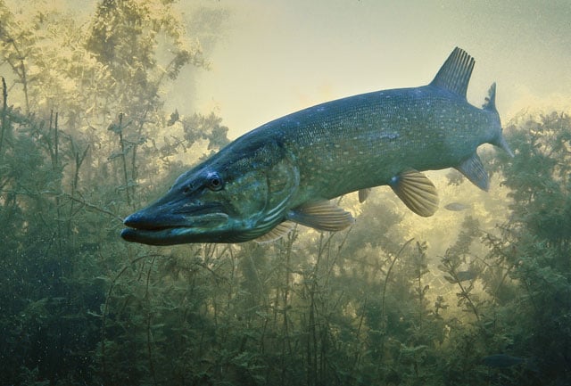 Pike