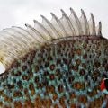 Do Fish Have "Personalities"?