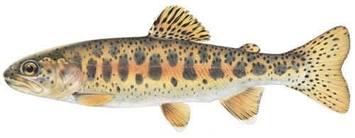 Columbia River Redband Trout