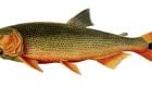 Fish Science: "The Fatty Little Fin"