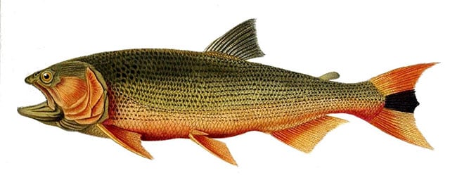 golden dorado