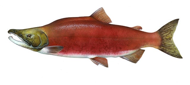 Sockeye Salmon