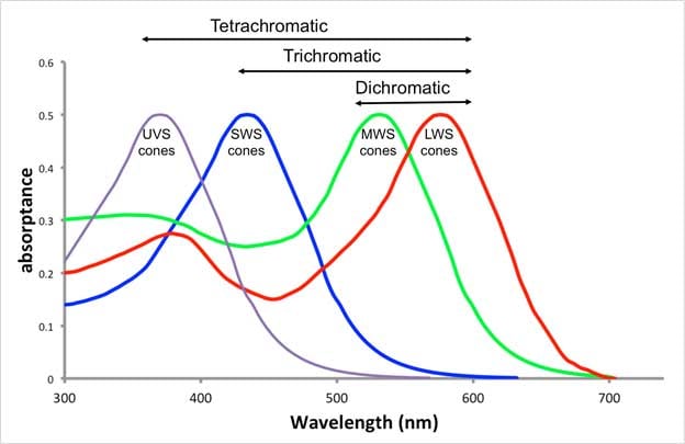 Trout Vision and Retinal Sensitivity