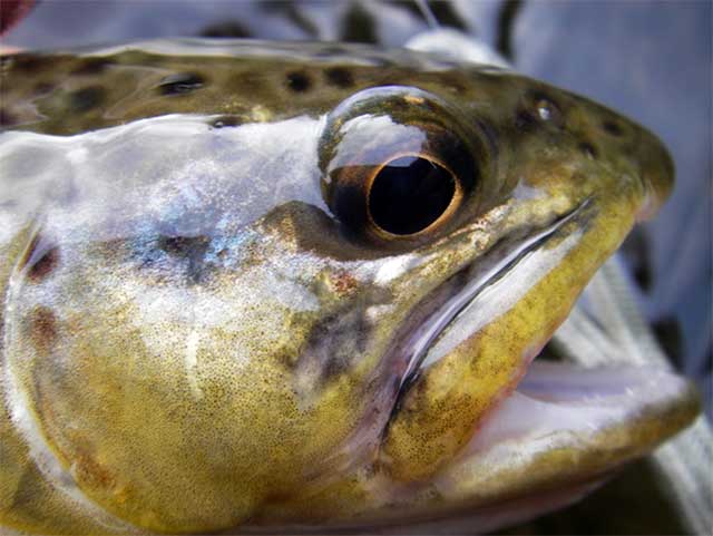 Trout Eyesight